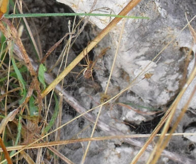 Linyphiidae